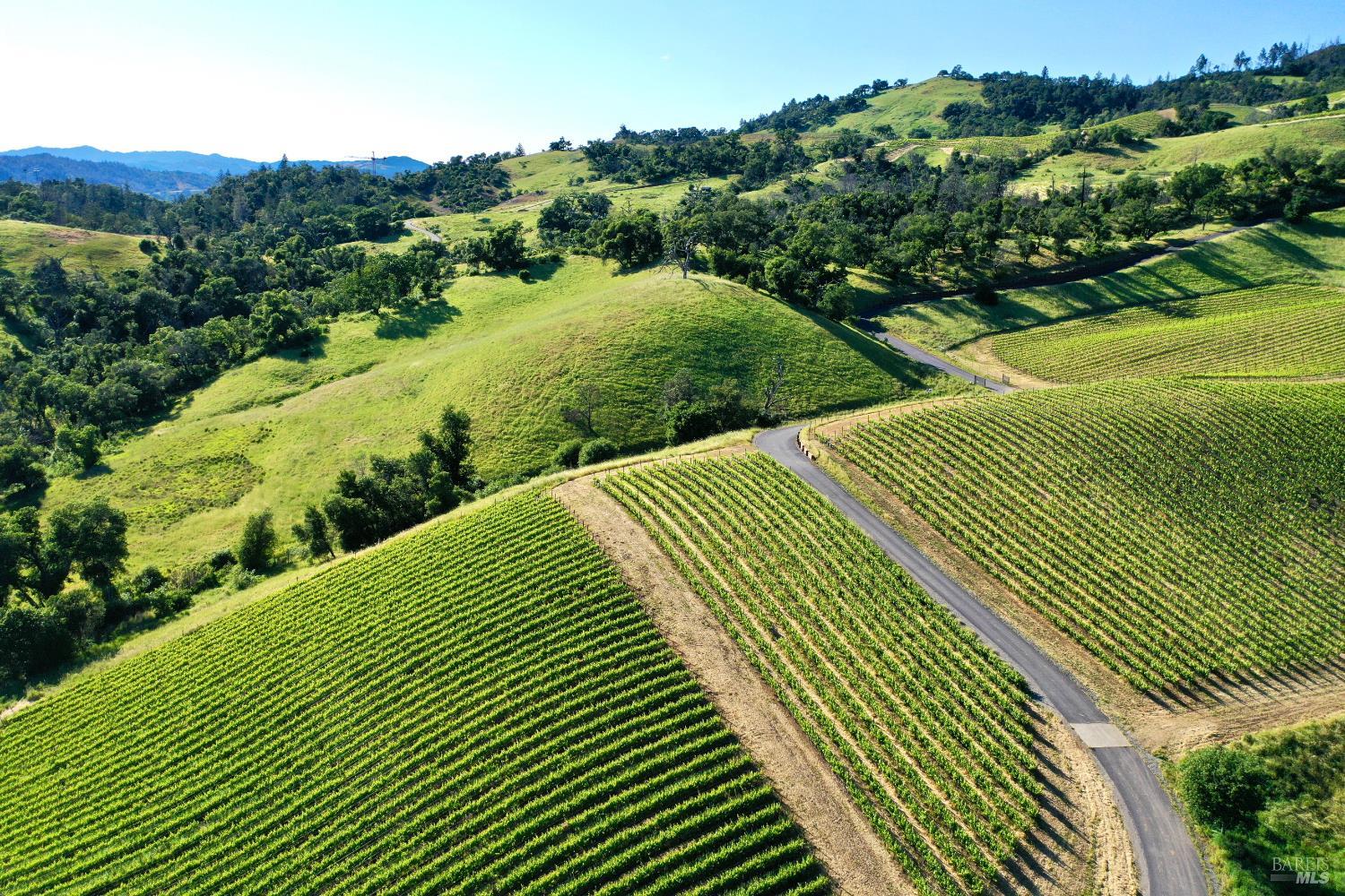 Aerial view of vineyard rows and a winding drive across rolling green hills.