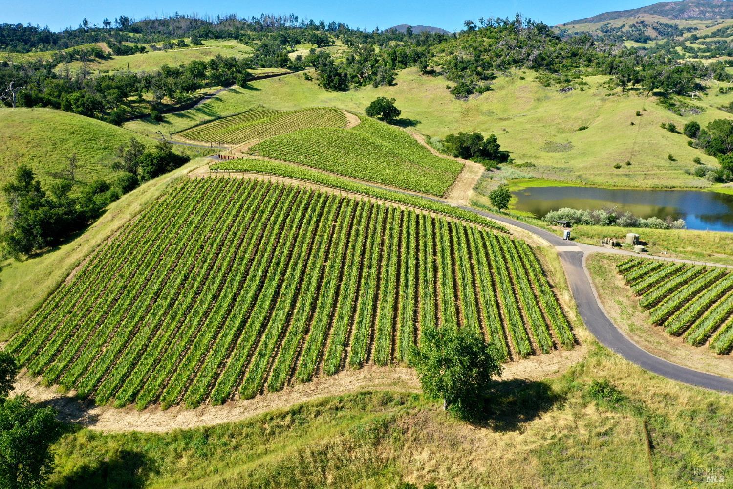 Aerial vineyard with orderly grape rows, a pond, and rolling hills.