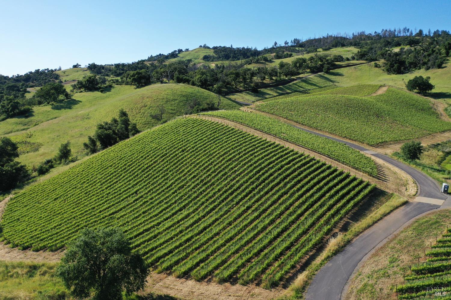 Aerial vineyard with parallel grape rows winding across green hills beside a curving road.