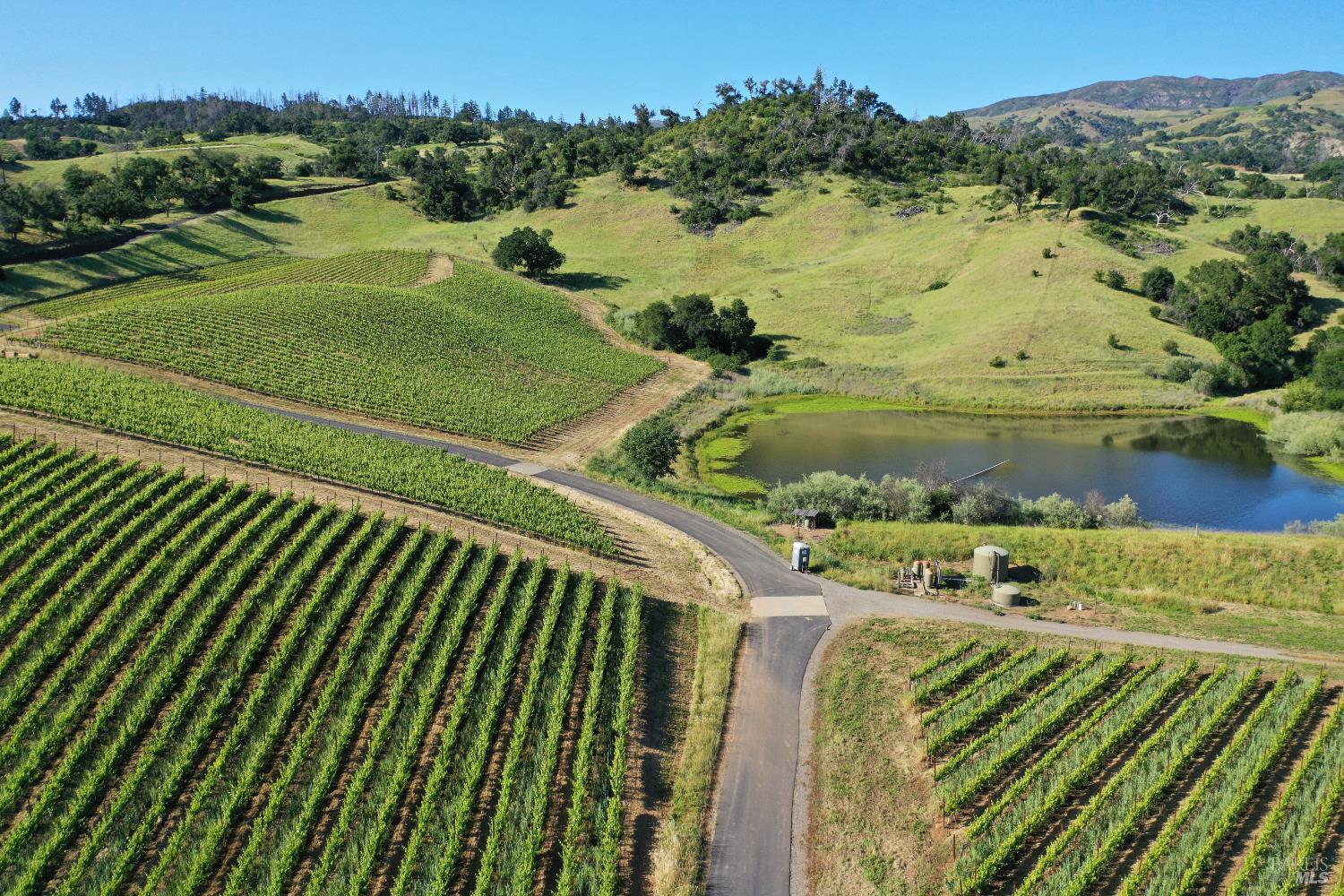 Aerial view of vineyard rows and a pond among rolling green hills.
