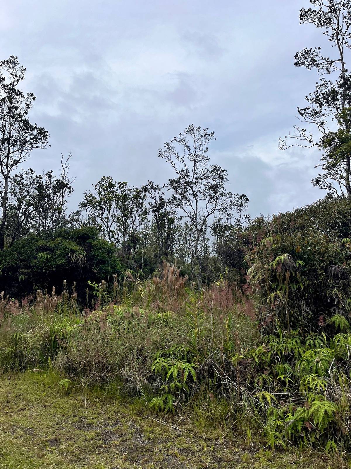 11-2698 KALEPONI DR