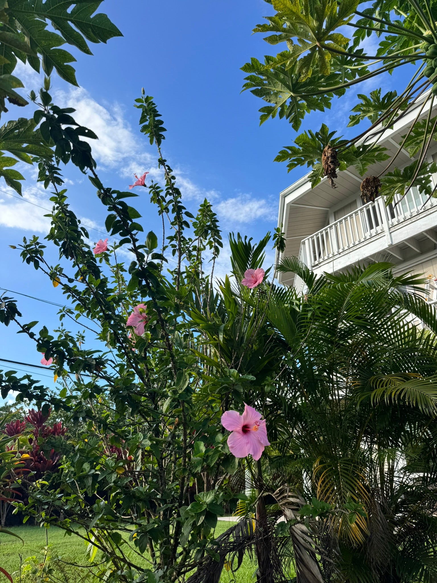 15-1077 AMAU RD
