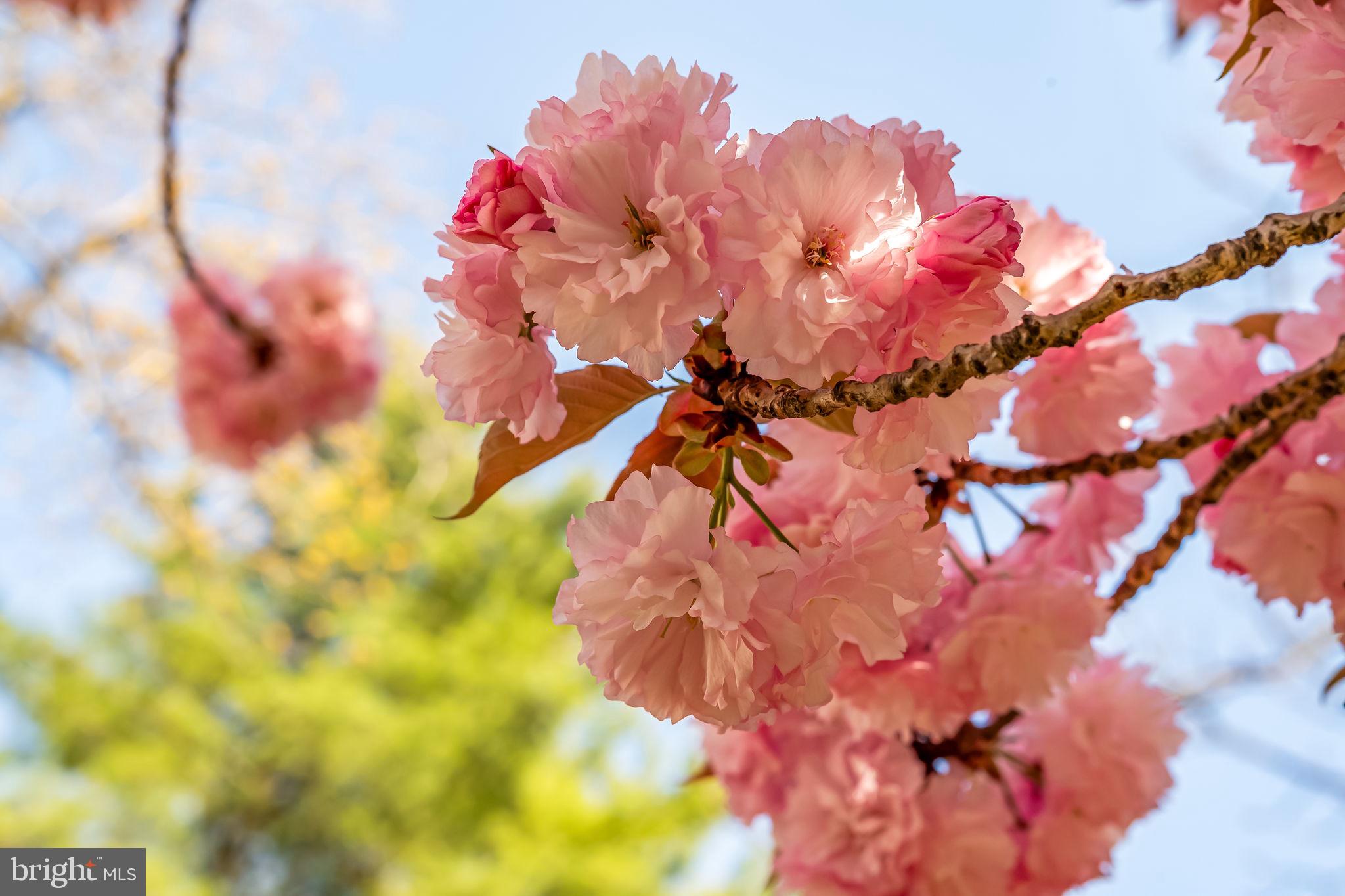 222 HOMEWOOD TERRACE