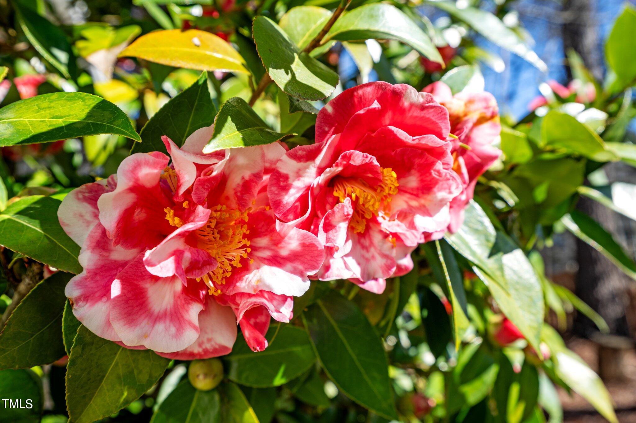 12408 Tappersfield Court