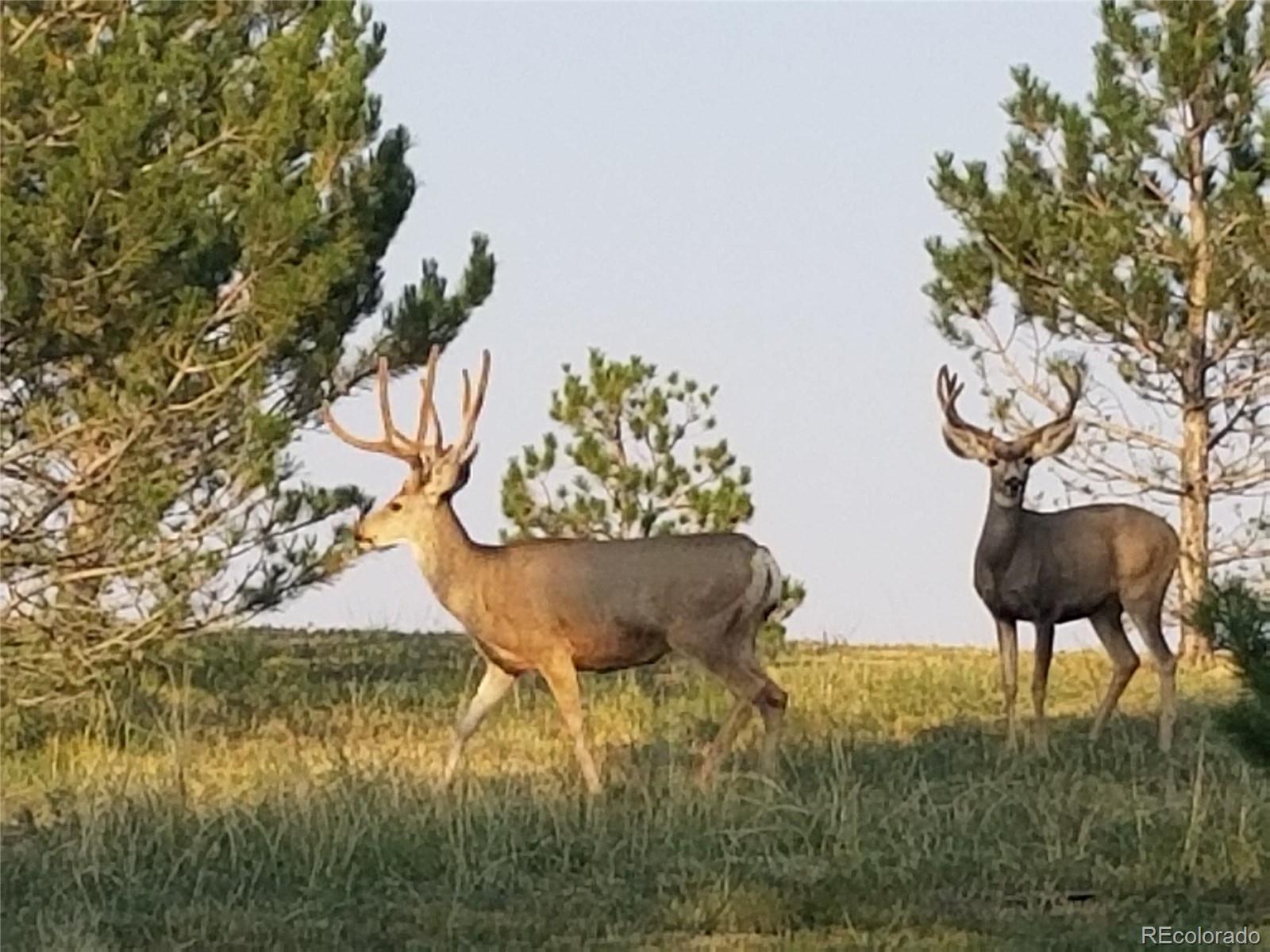3441 Antelope Ridge Trail