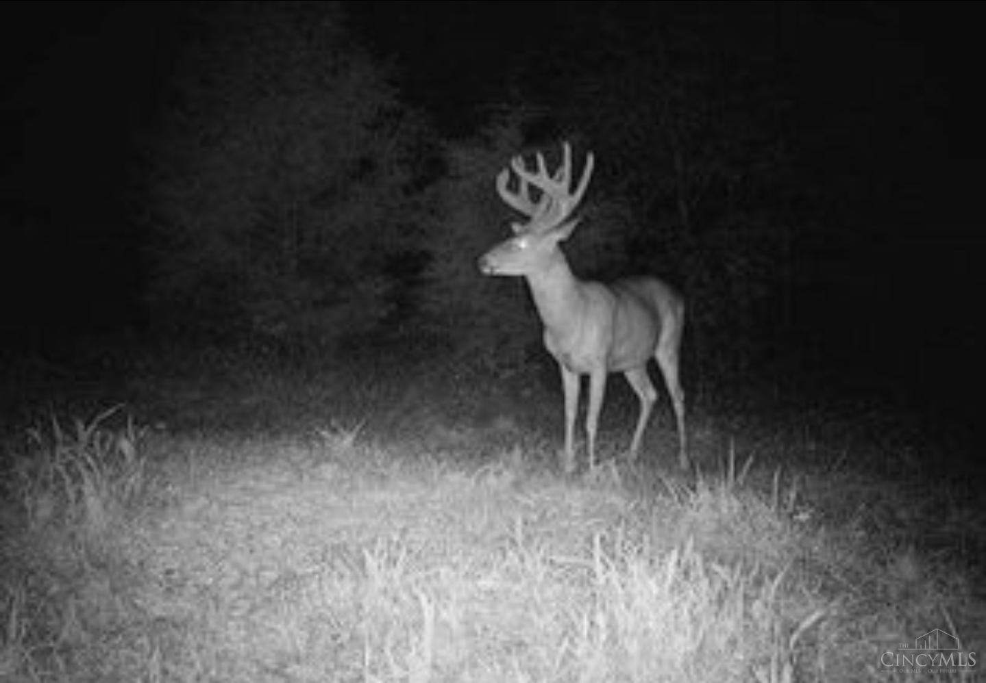 359 Buck Run Road