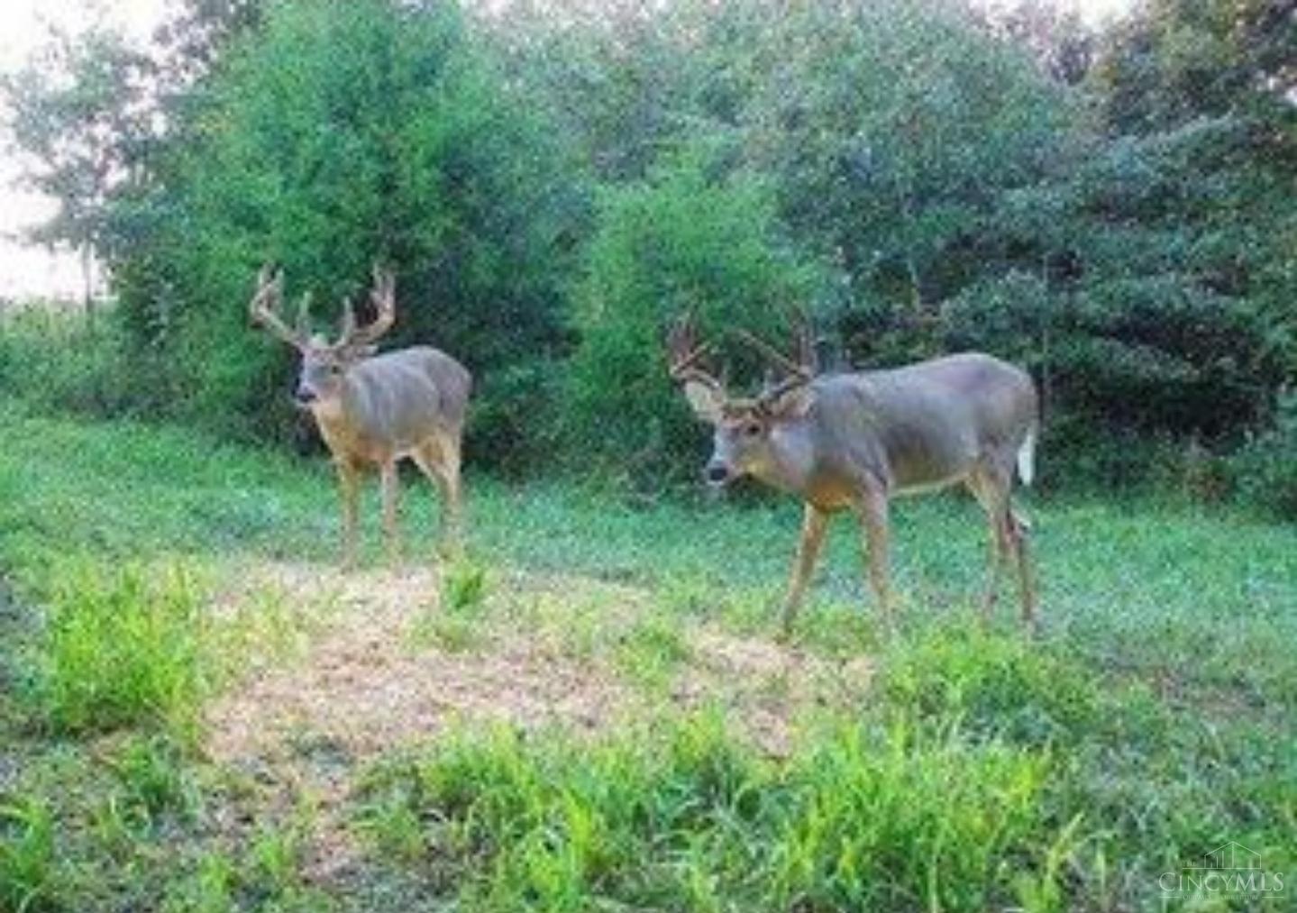 359 Buck Run Road