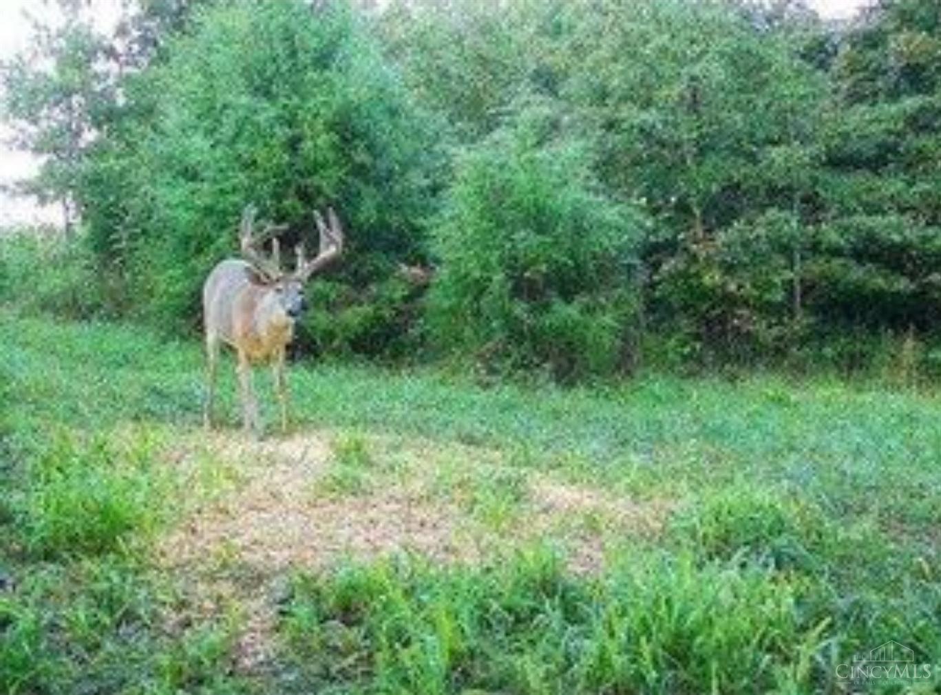 359 Buck Run Road