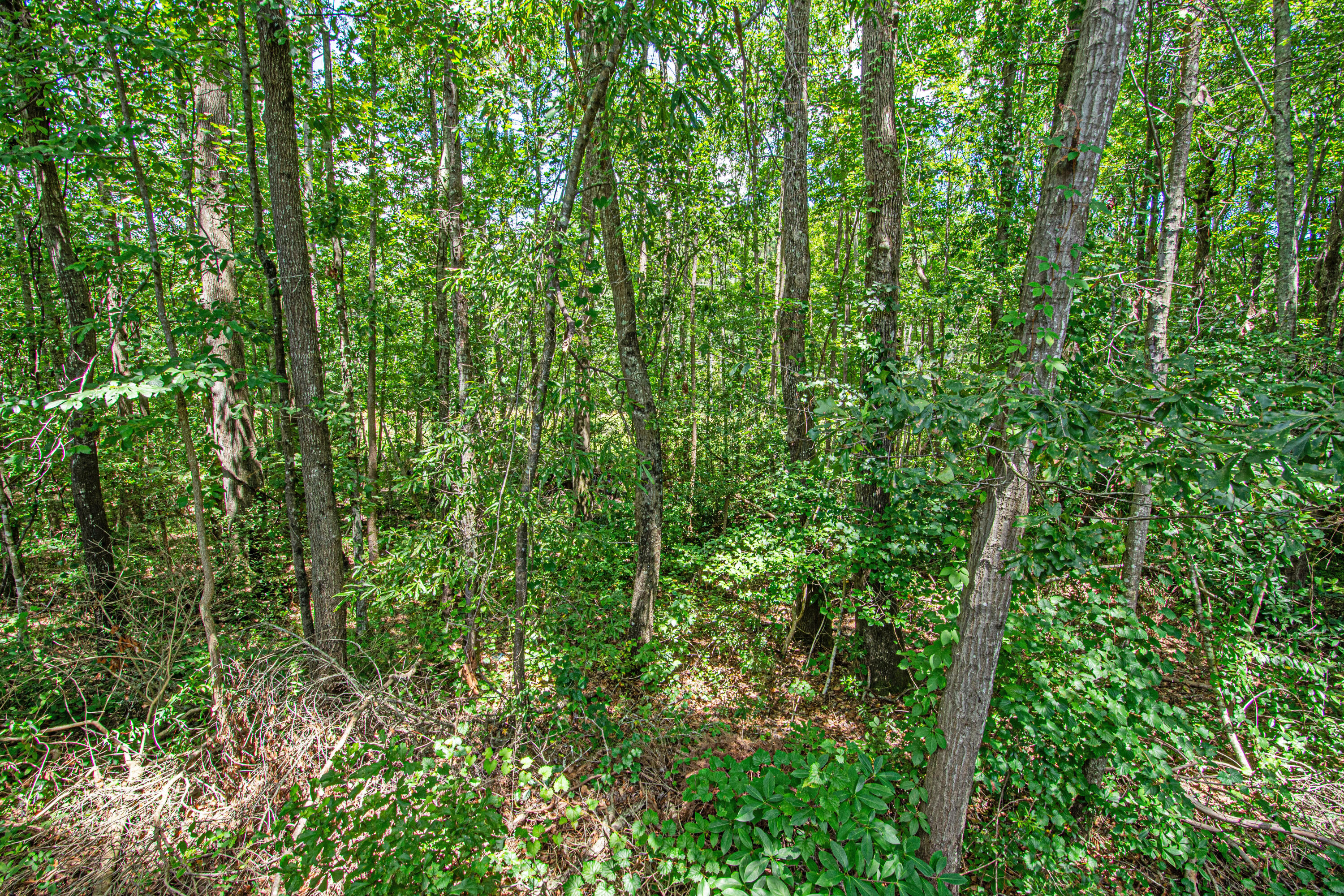 1012 Deerberry Road
