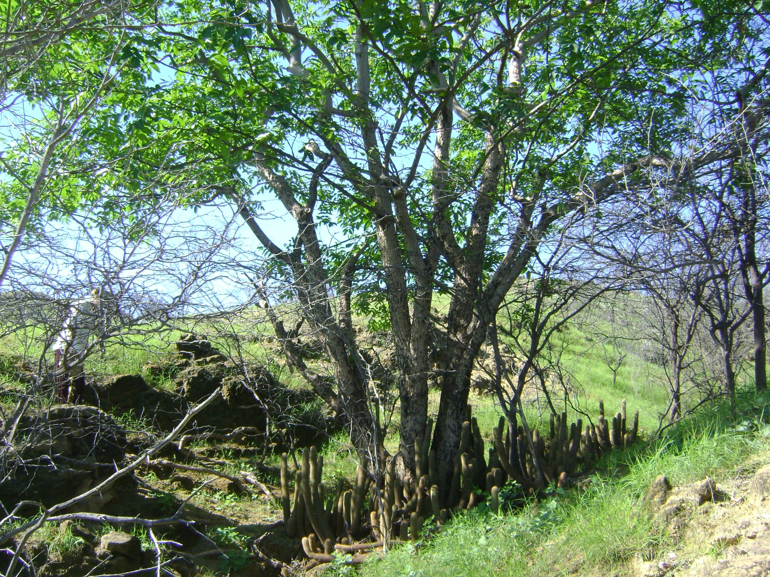 Falcon Canyons