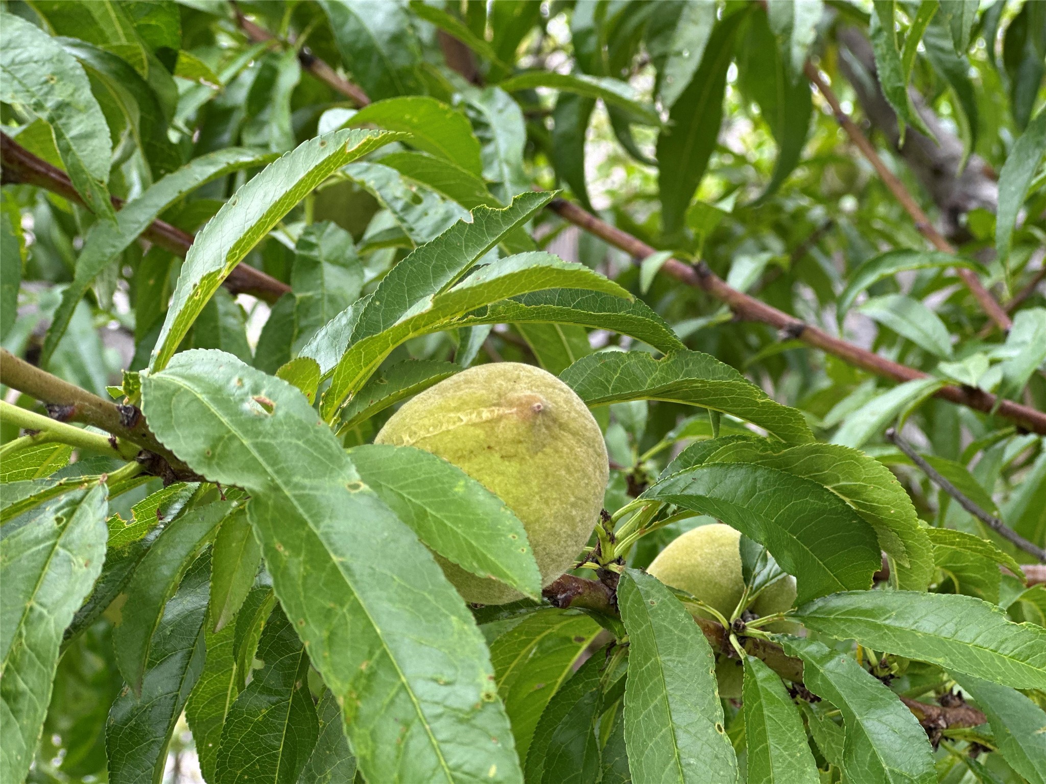 5332 Rolling Meadows Drive