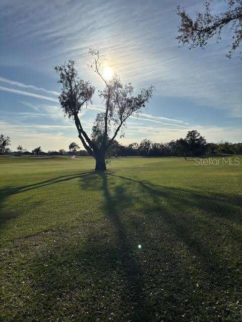 Golf course with a branching tree casting a long shadow across the grass in low sunlight.