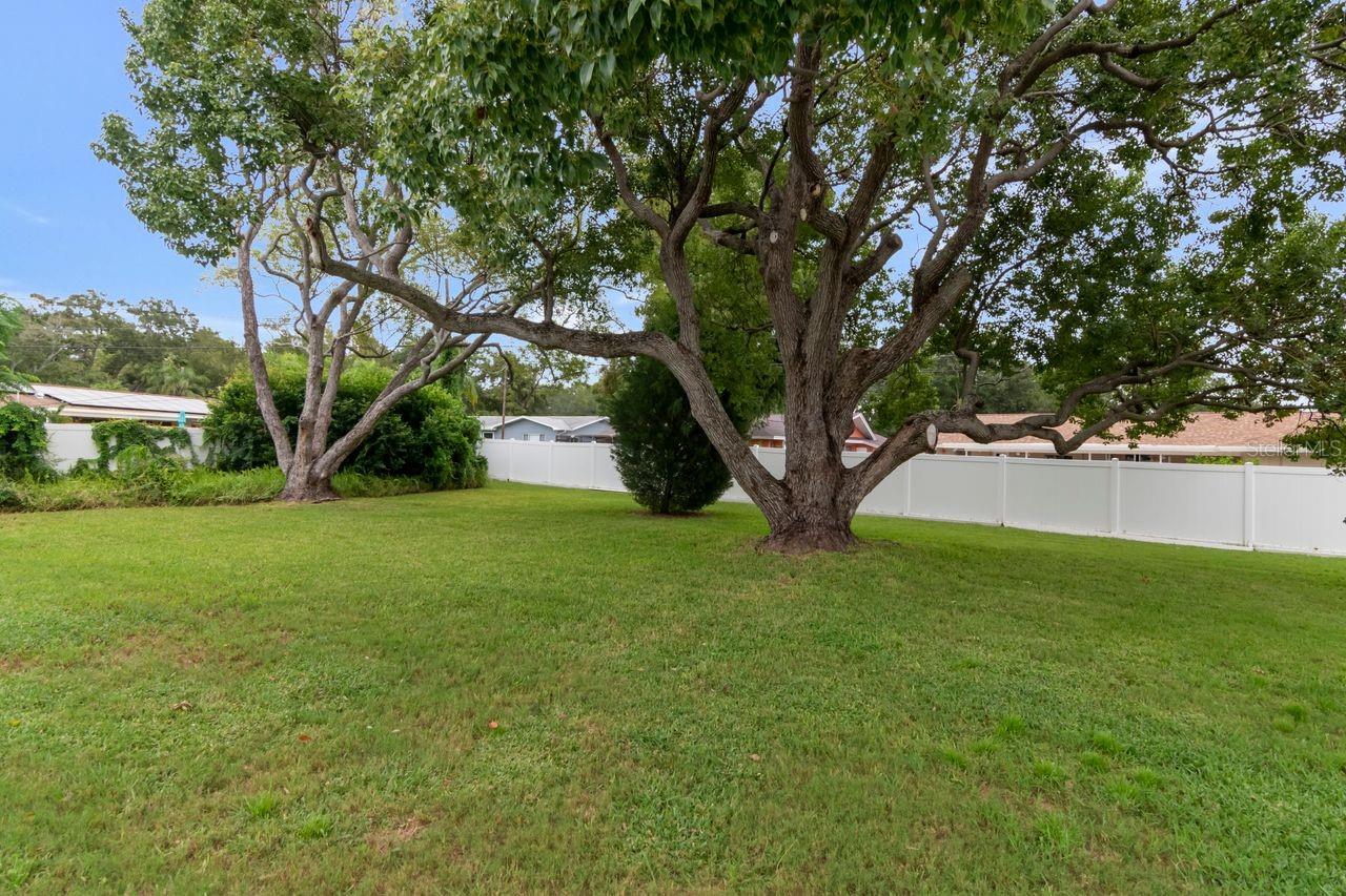 Grassy backyard with two mature shade trees and a white fence.