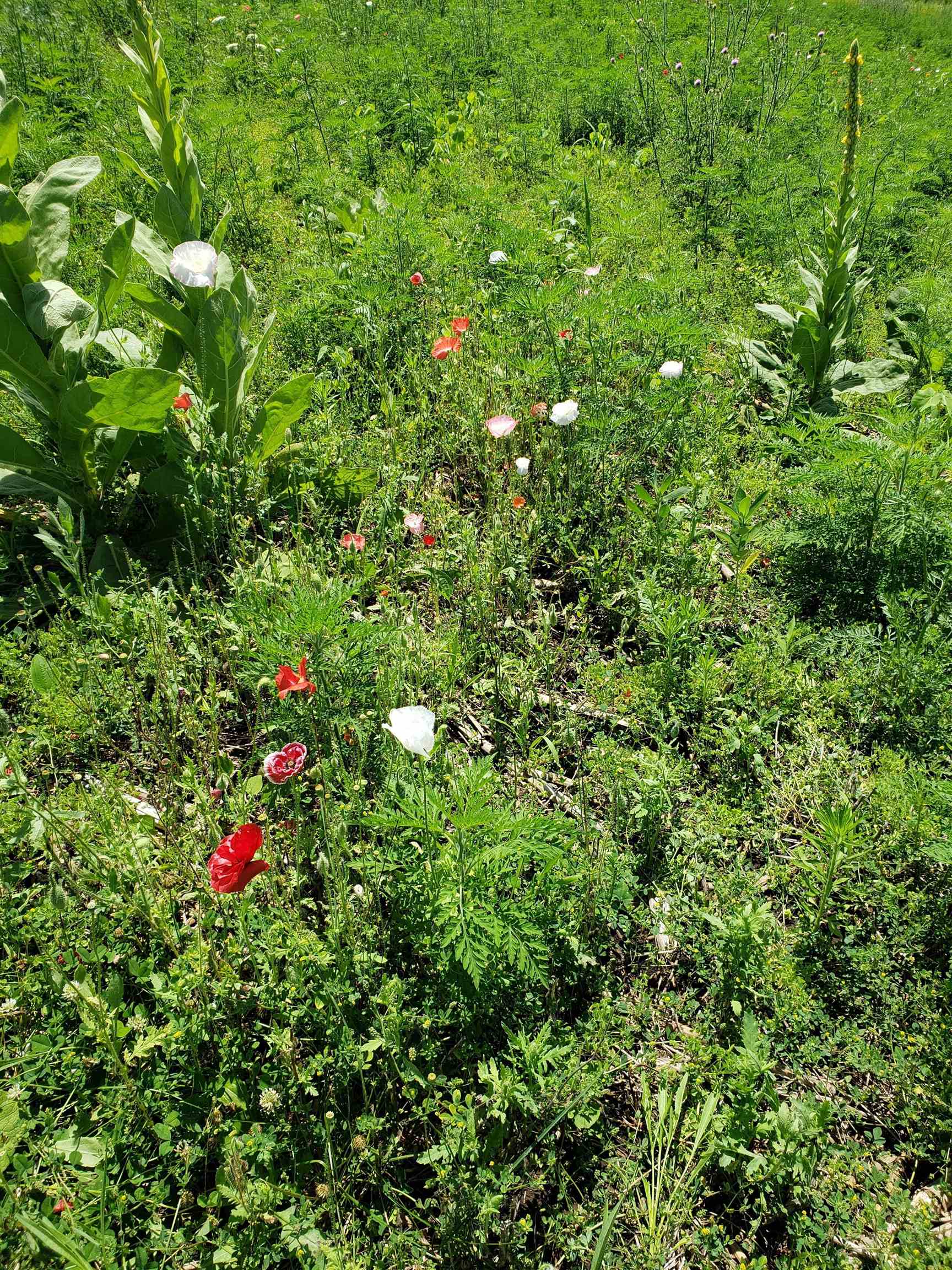 L2 N Hay Hollow Road