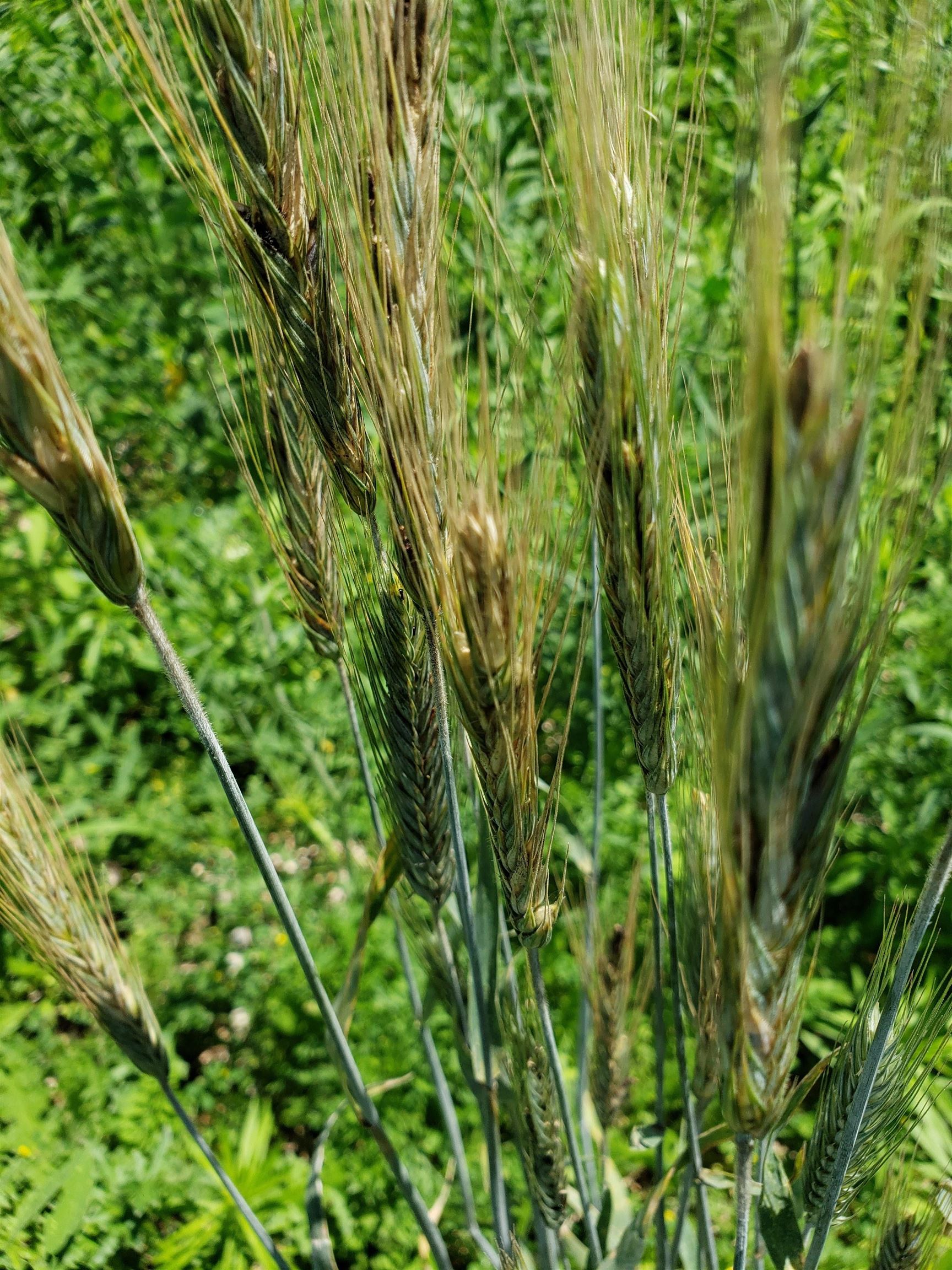 L2 N Hay Hollow Road