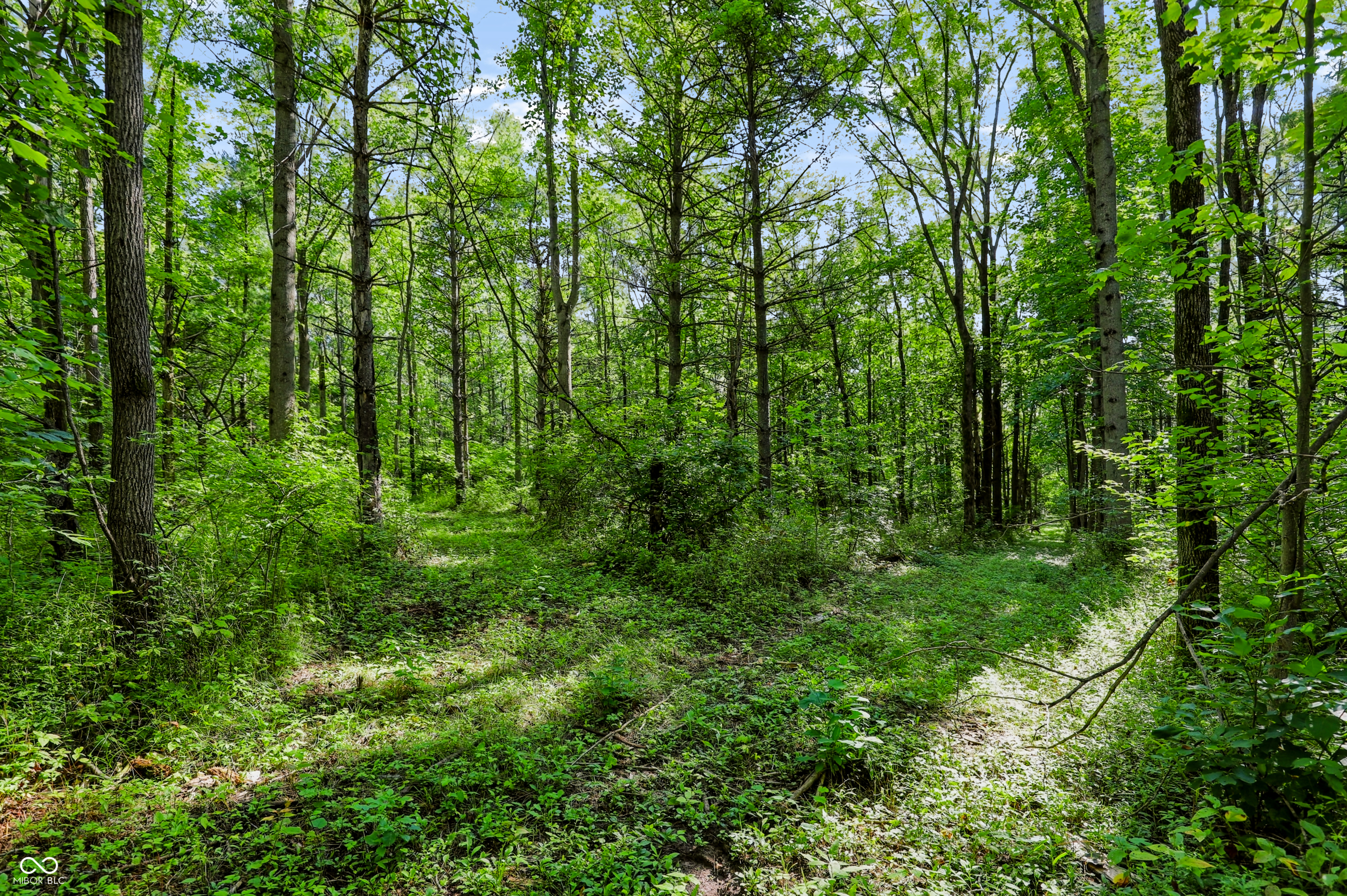 3205 Belle Arbres Lane
