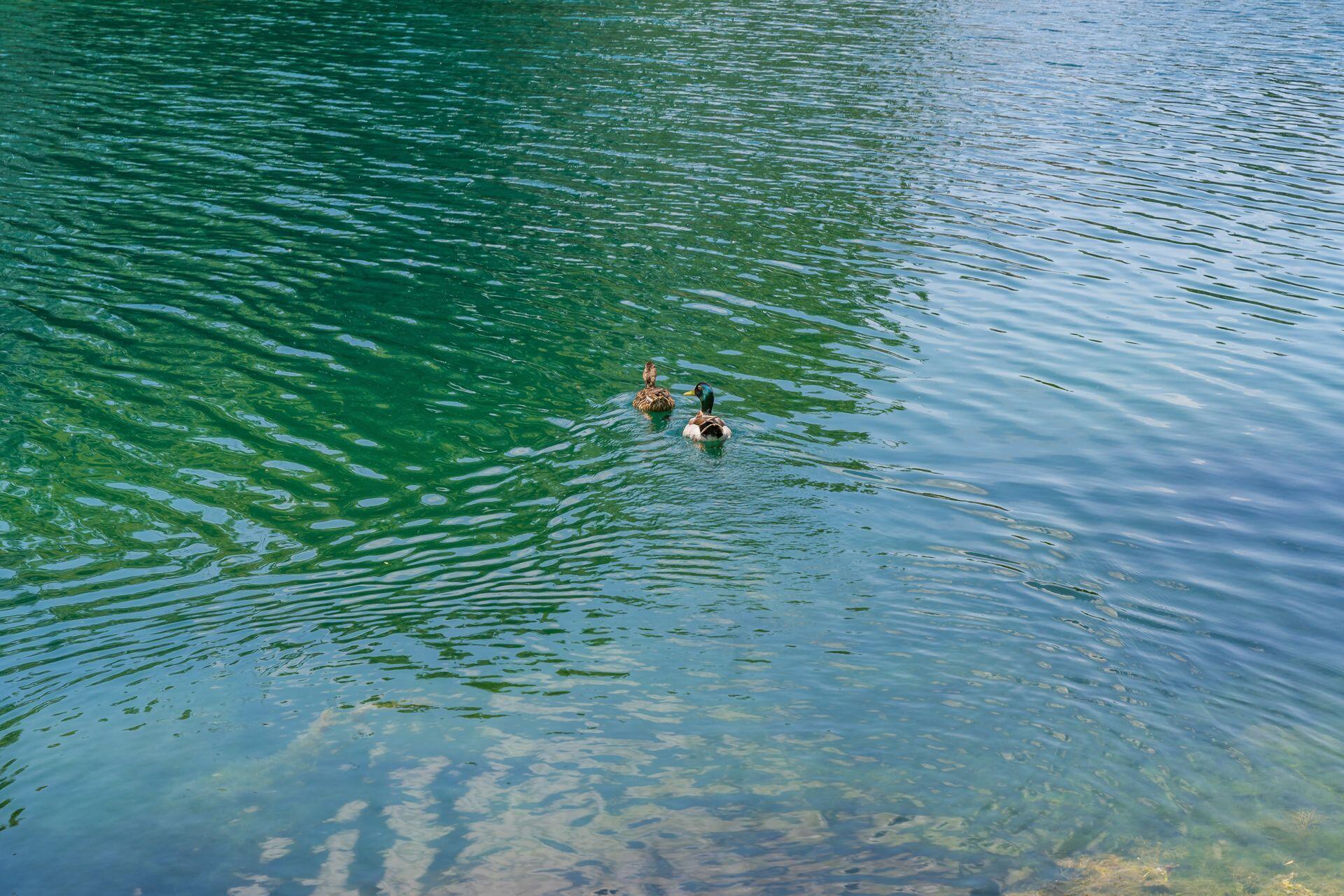 2468 Natchez Drive, D