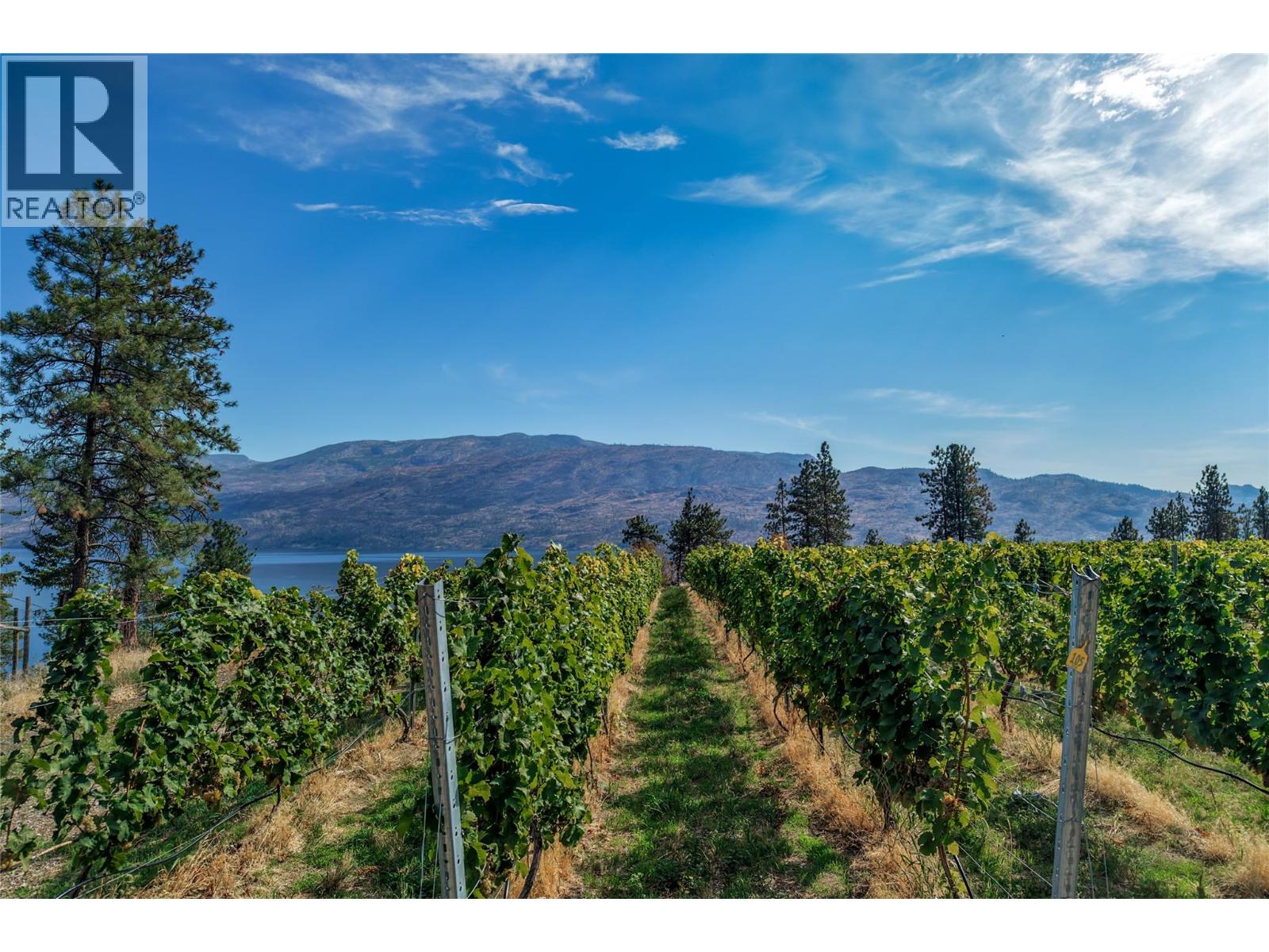 Vineyard rows overlook a lake and distant mountains beneath a blue sky.