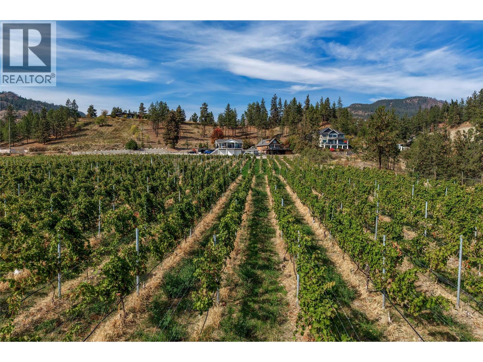 Vineyard rows lead toward hillside homes, pine trees, and distant mountains.