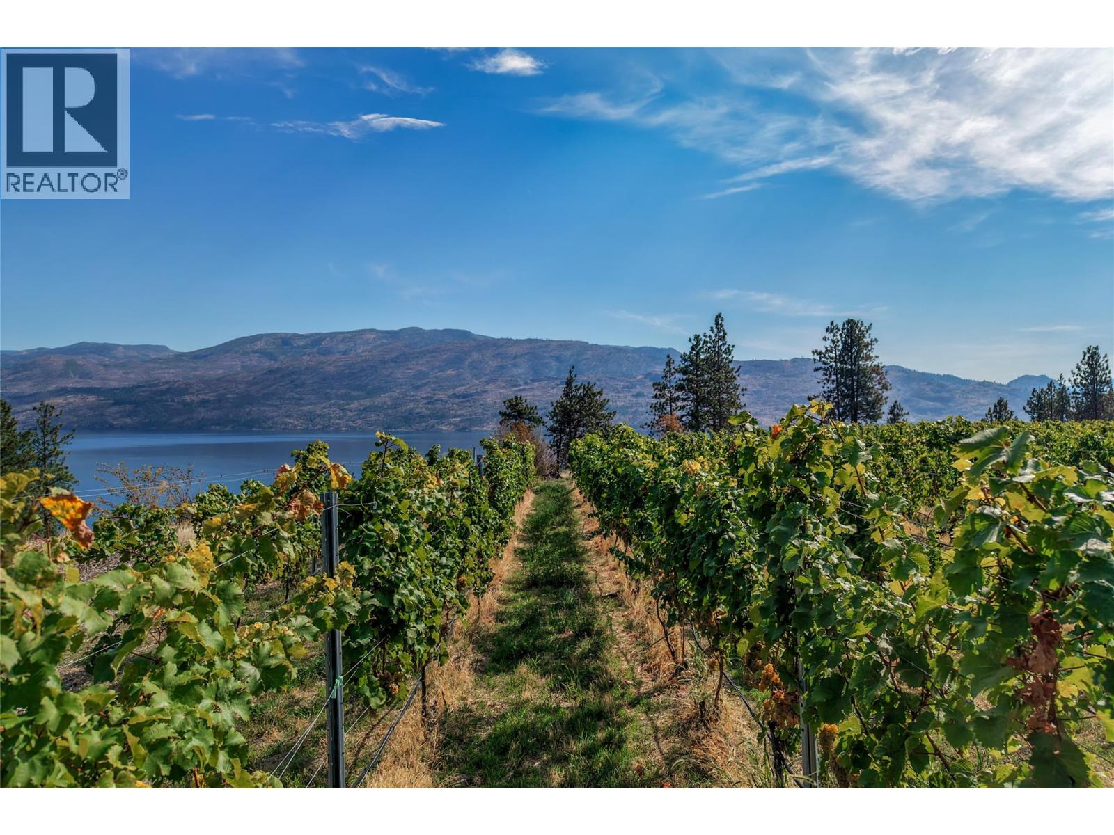 Vineyard rows overlook a lake and mountains, with a grassy path between the vines.