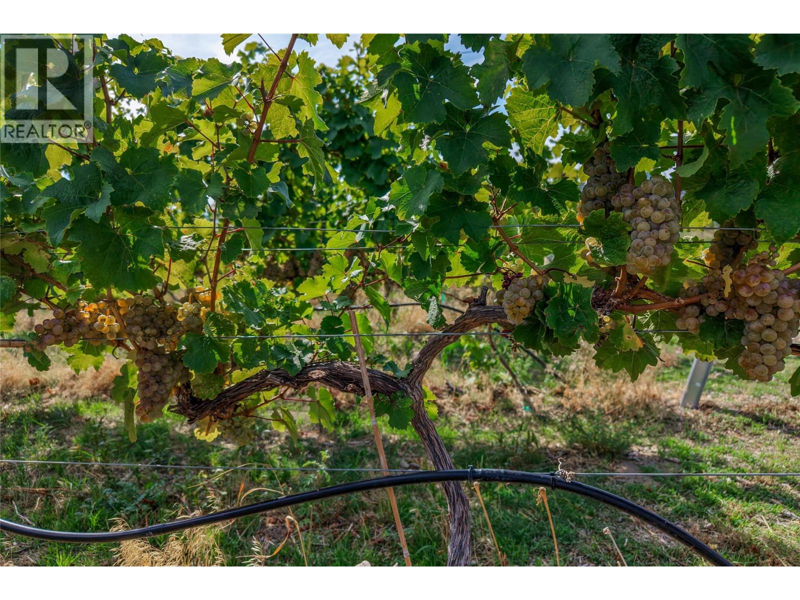 Grape clusters hang beneath leafy vines in a vineyard row, with trellis wires and irrigation tubing visible.