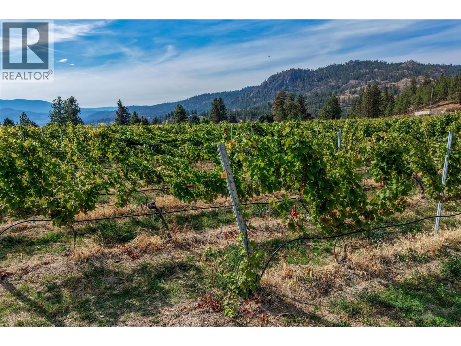 Hillside vineyard with rows of grapevines and forested mountains beyond.