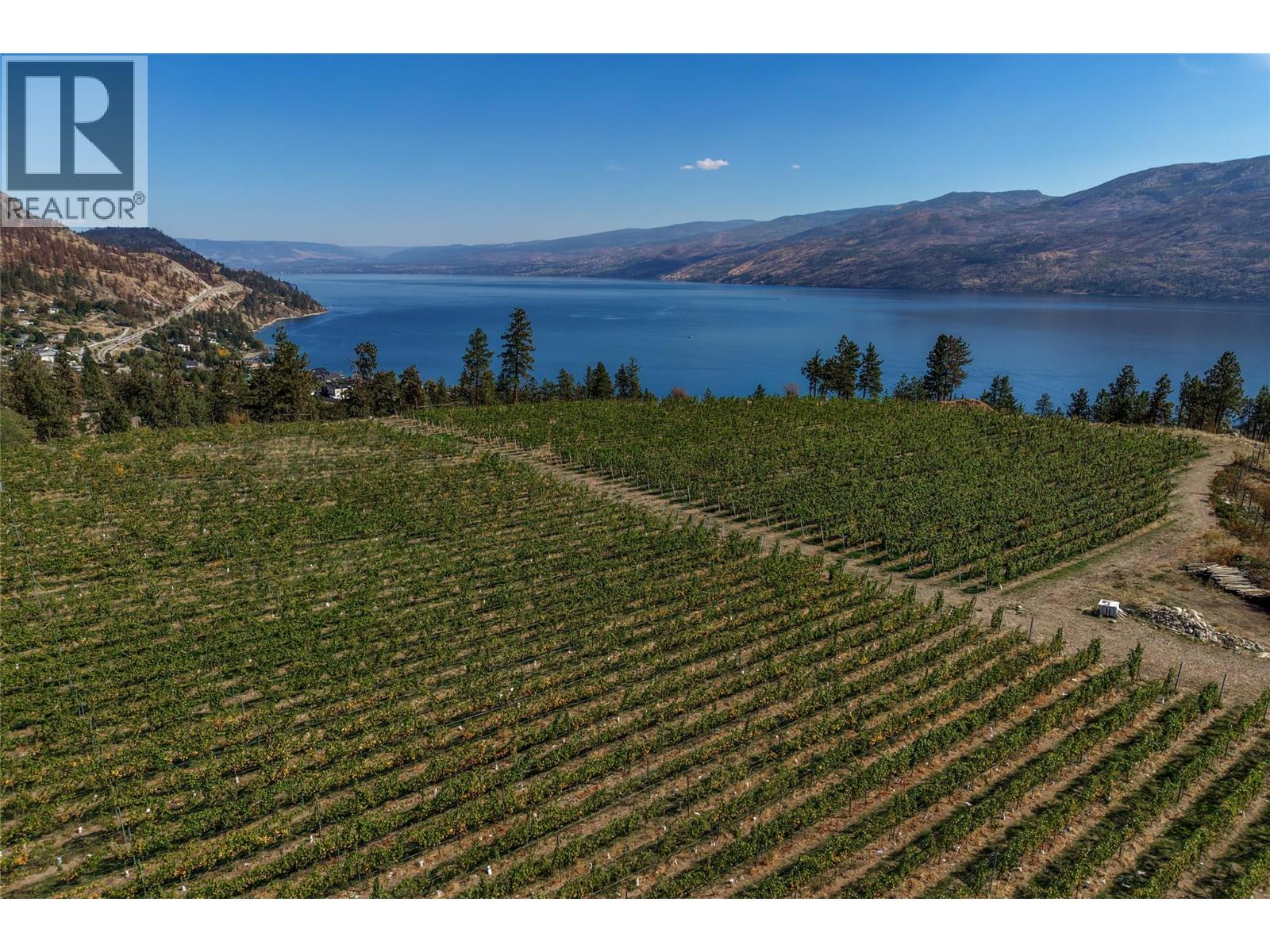 Vineyard rows descend toward a blue lake, with mountains across the water.