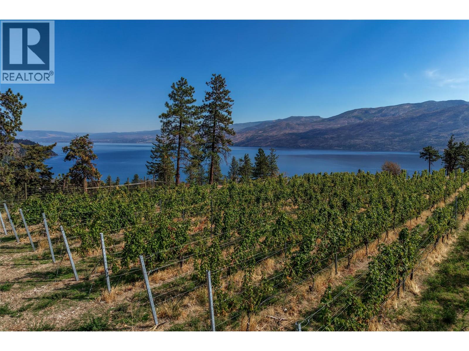 Vineyard rows overlook a blue lake and mountain ridges.