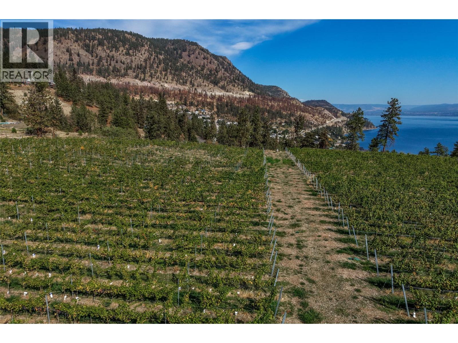 Vineyard rows and a central track overlook a lake and forested hills.