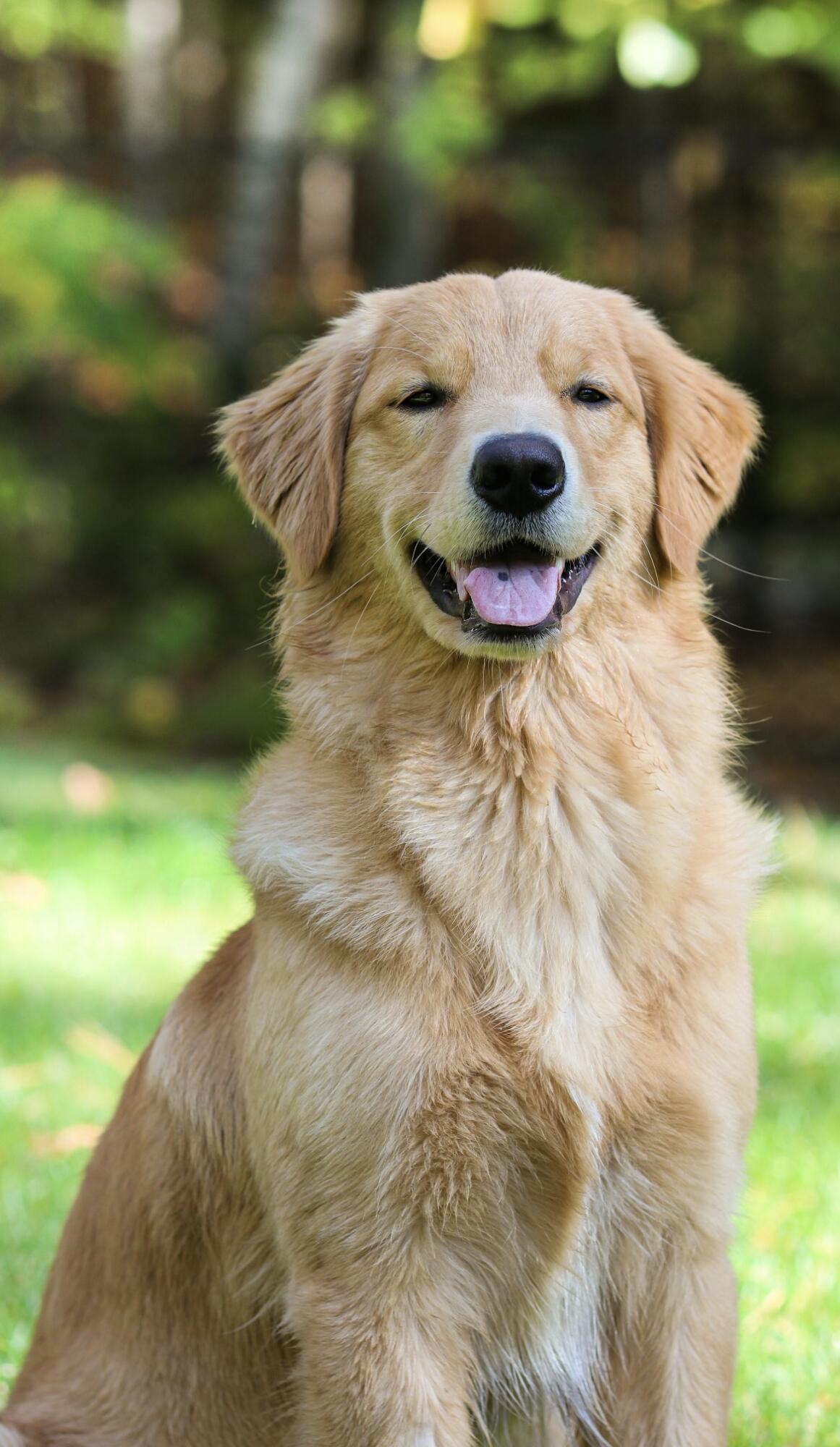 Fluffy golden dog sitting outdoors with its tongue out.