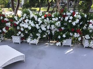 Patio with a white wicker chaise lounge and a railing lined with flowering plants.