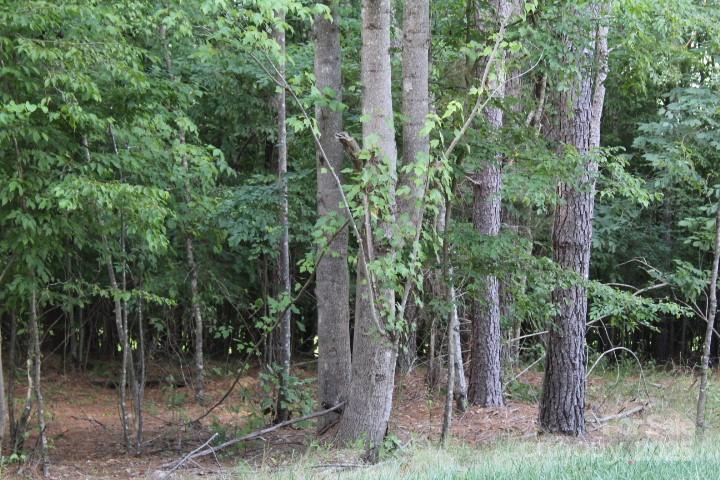 218 Table Rock Trace NW Unit: 166
