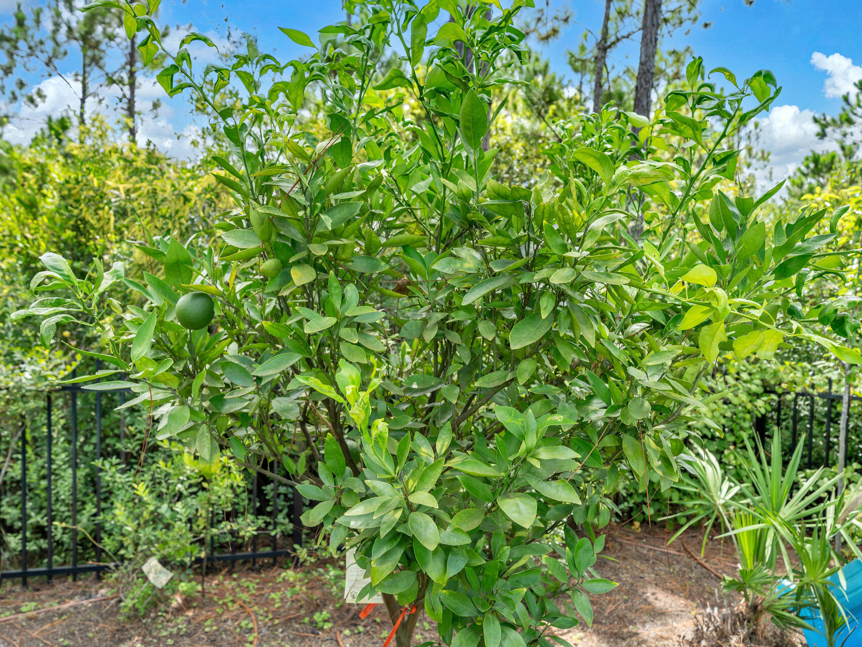 61 Sweet Breeze Drive