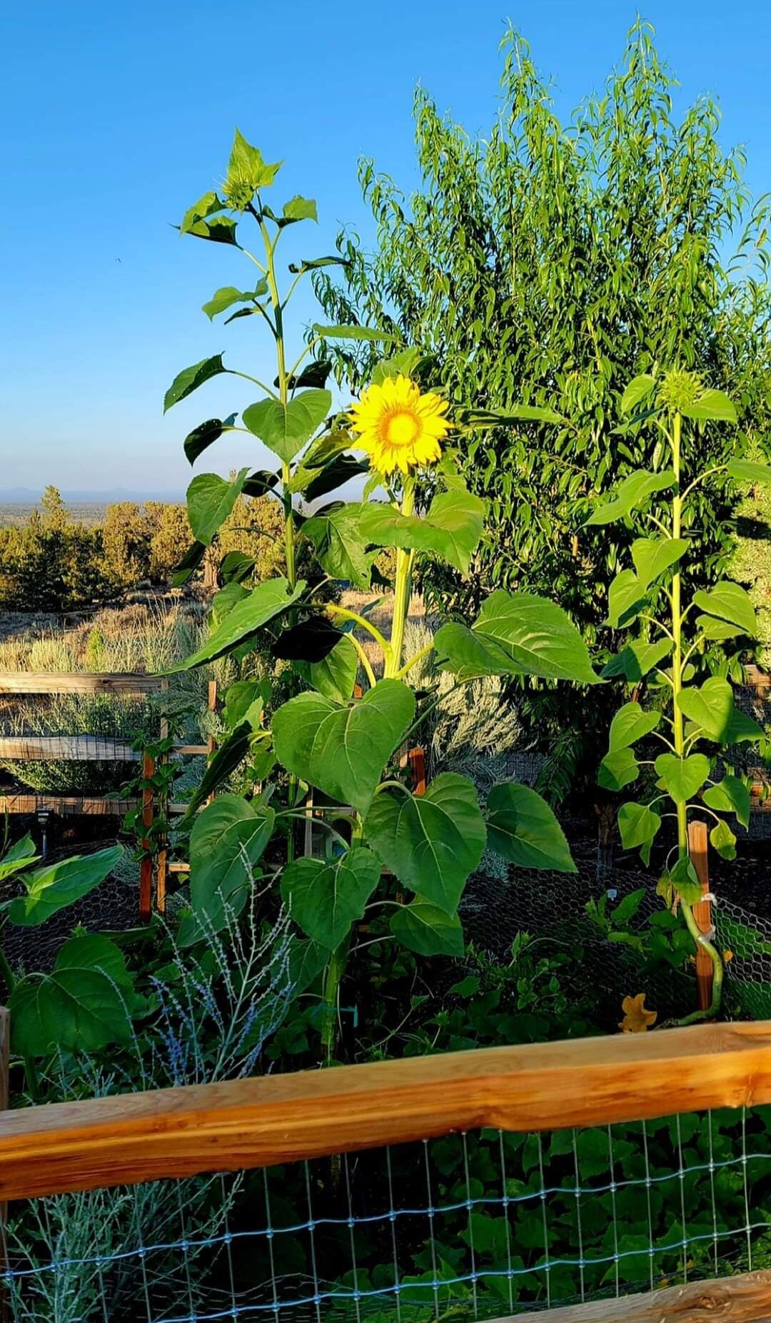 16472 Lot 135 SW Brasada Ranch Road