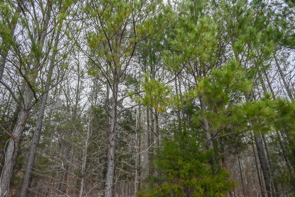 00 W Deadfall Road