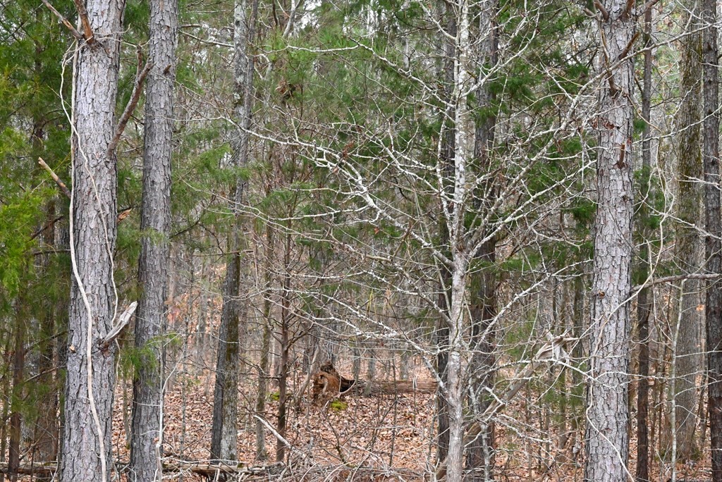 00 W Deadfall Road