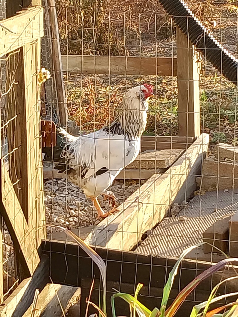 1258 E 2900 North Road