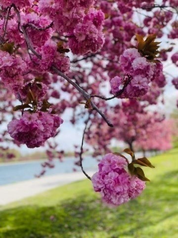 77 Pond Avenue # 1208