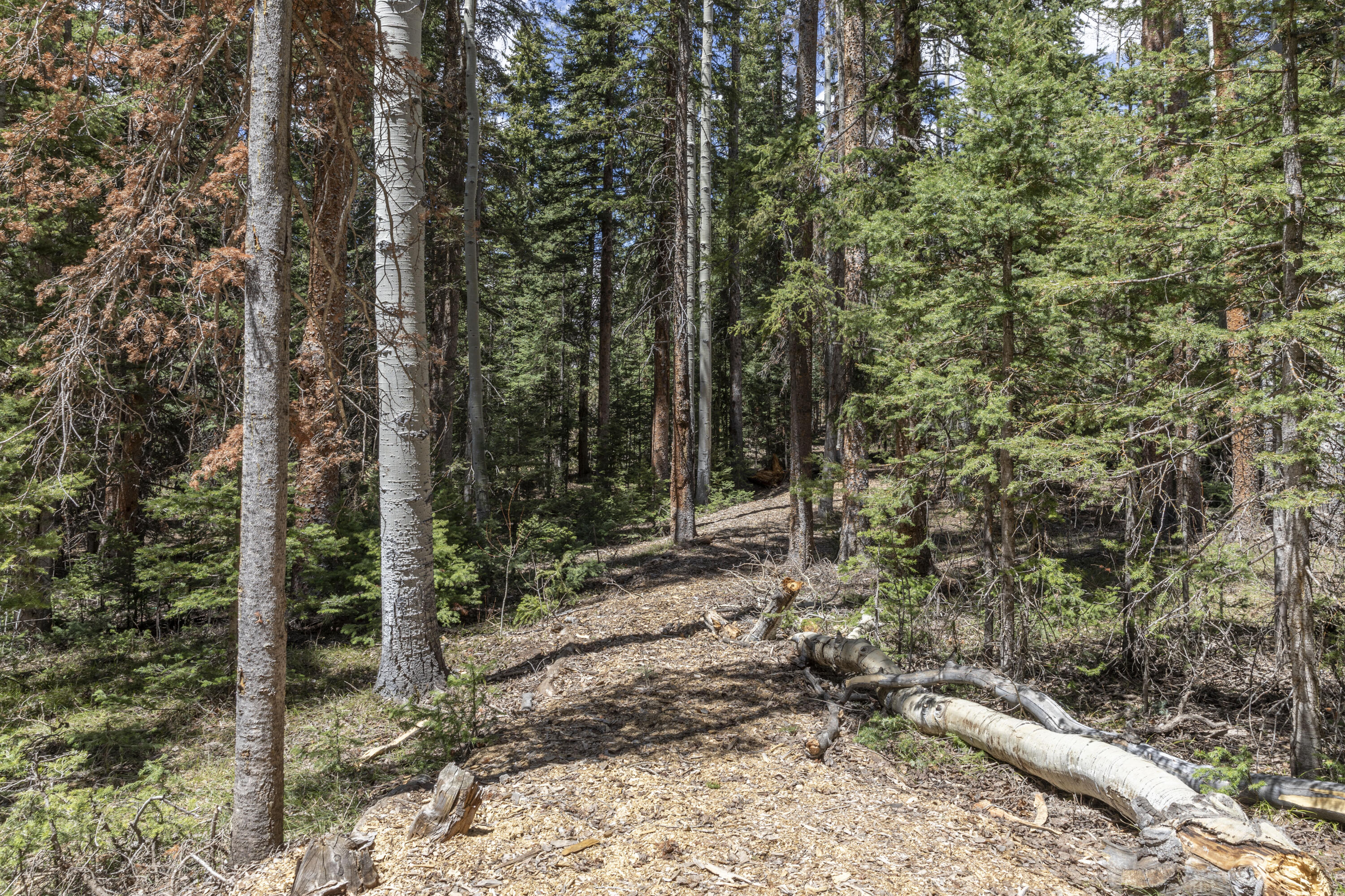 118 Snowfield Drive