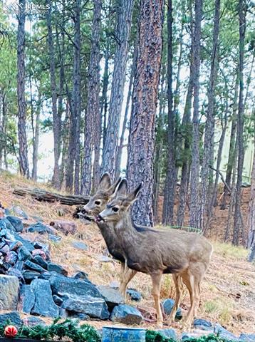 17365 E Caribou Drive