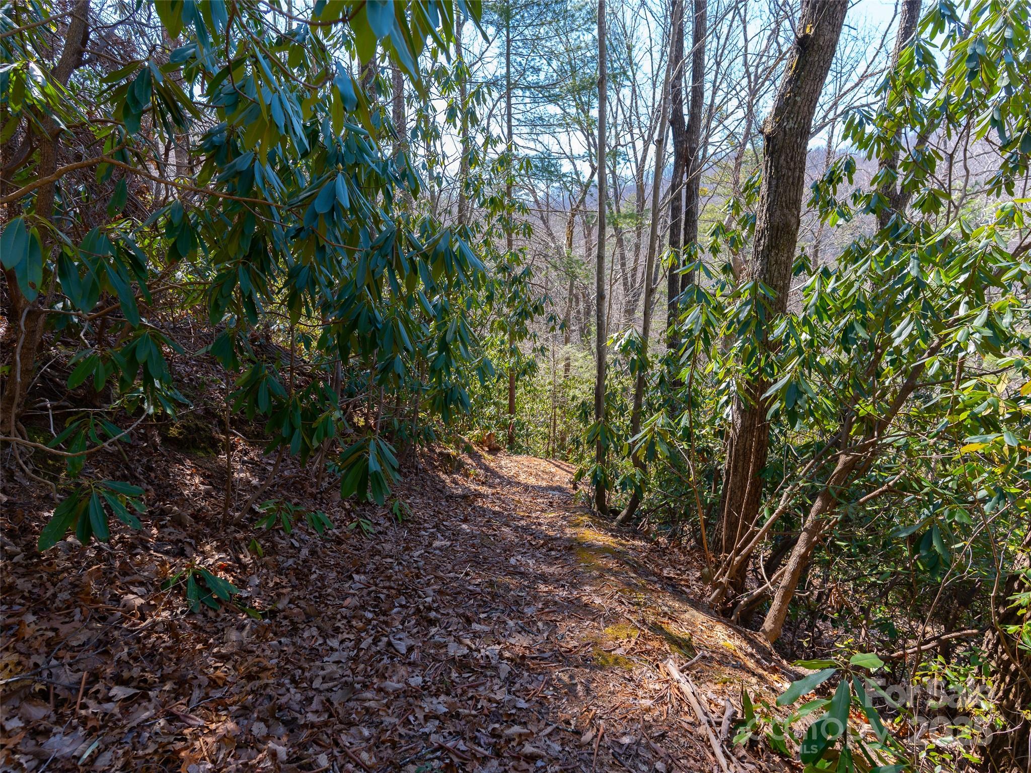9999 Timber Trail