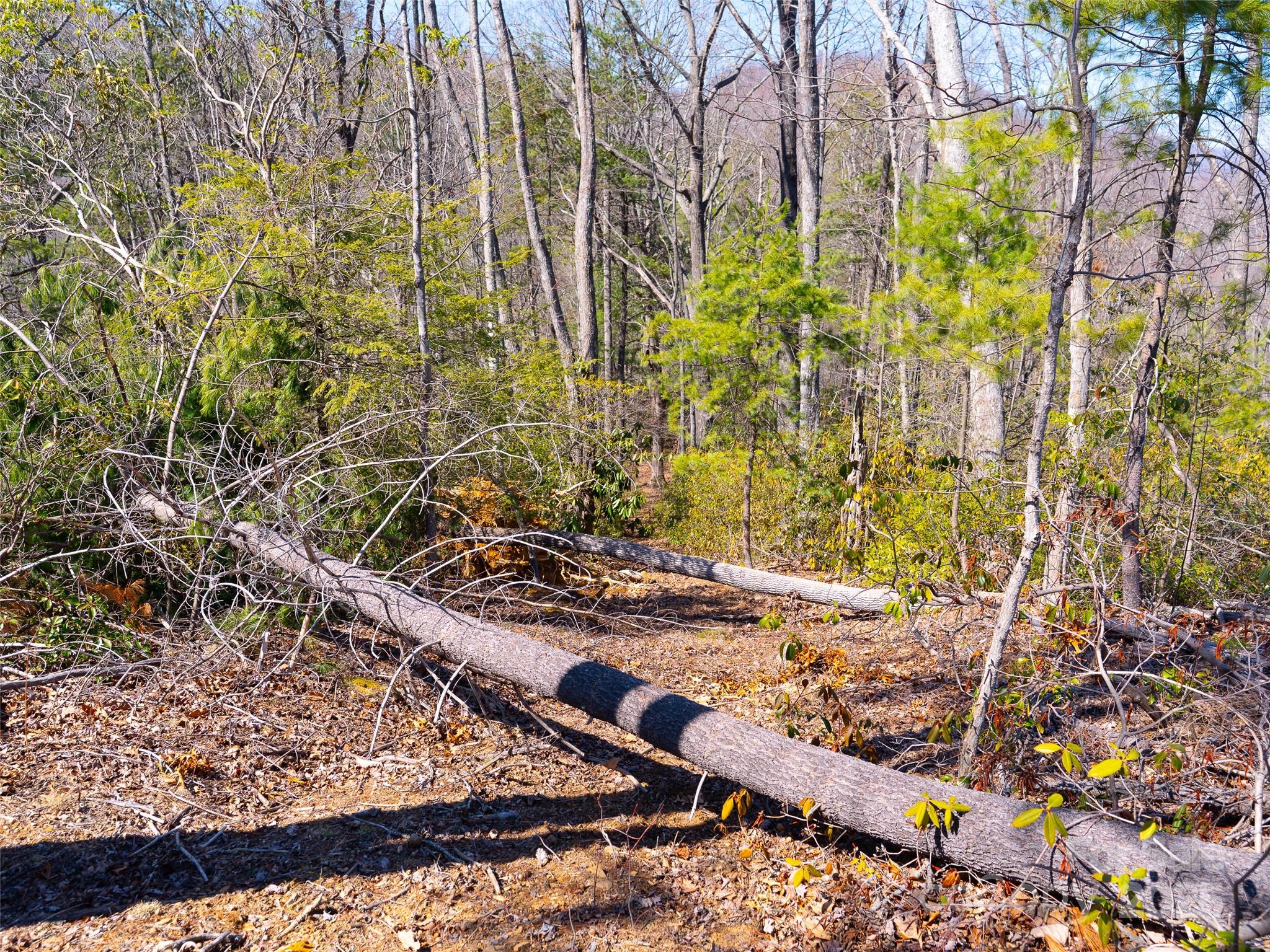 9999 Timber Trail