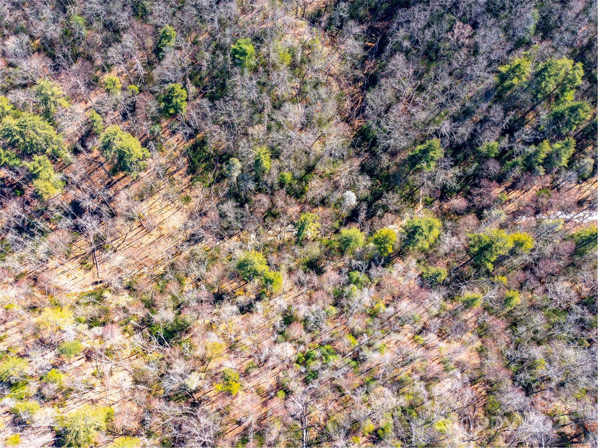 9999 Timber Trail