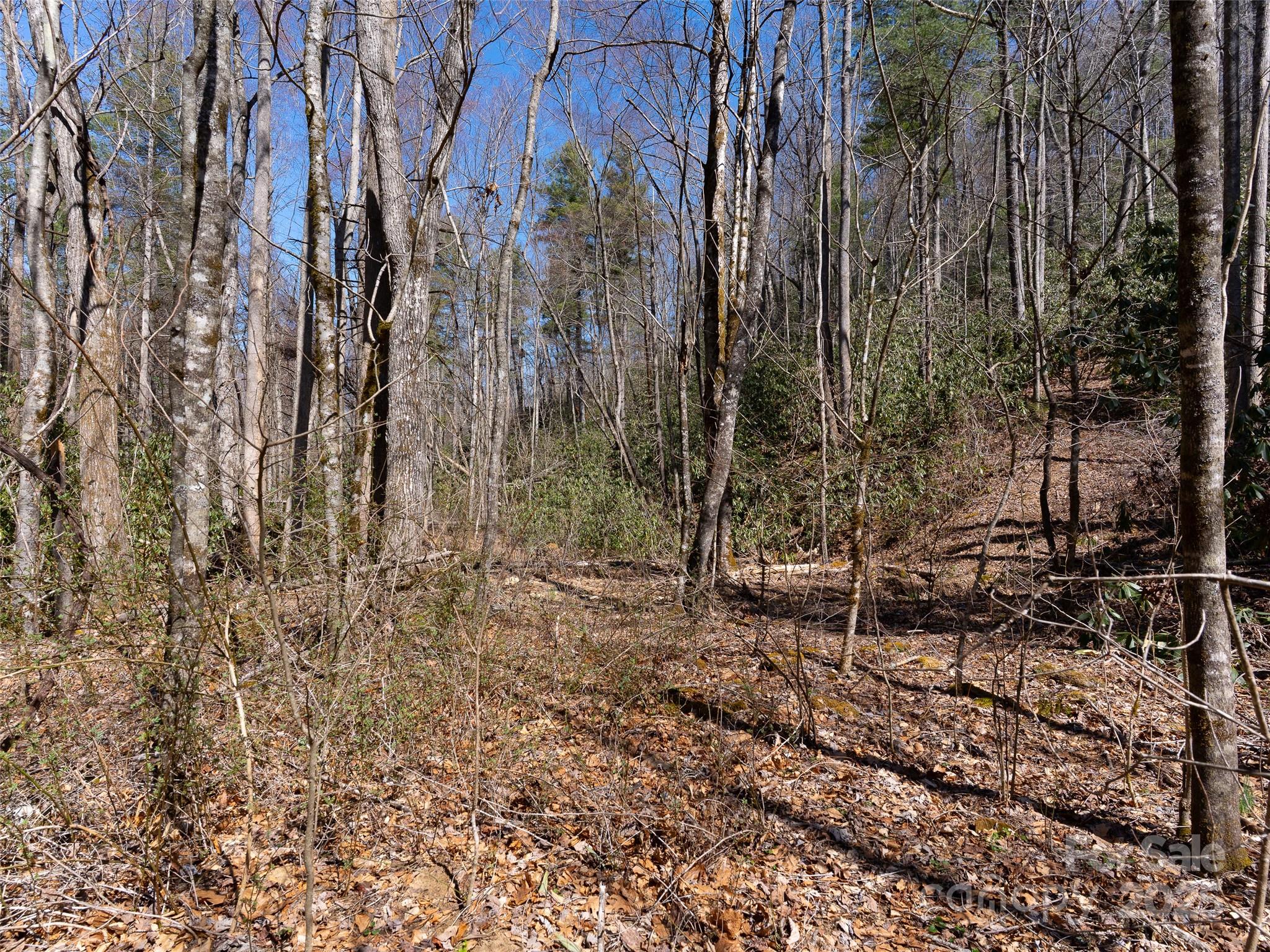 9999 Timber Trail