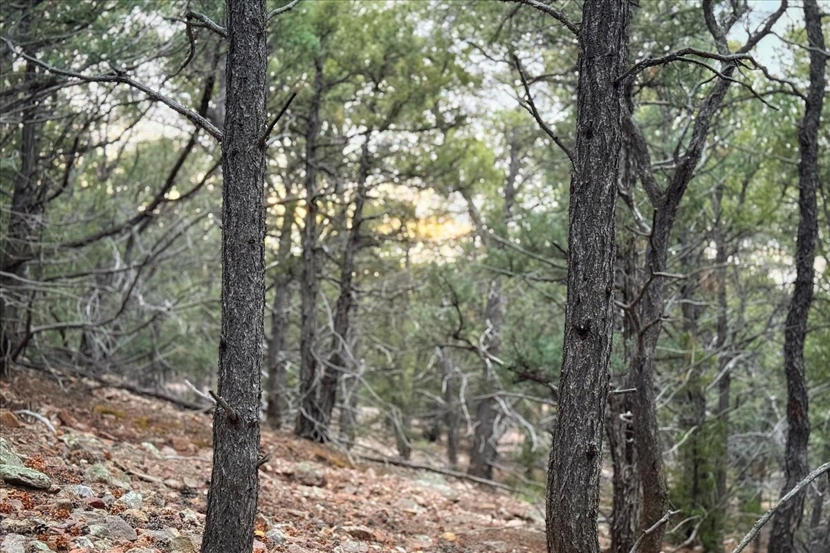 3245 Paseo Del Monte