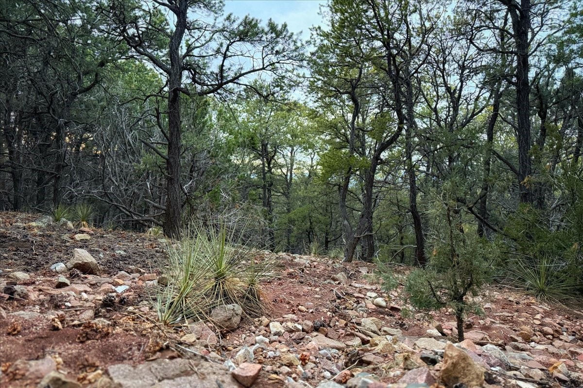 3245 Paseo Del Monte