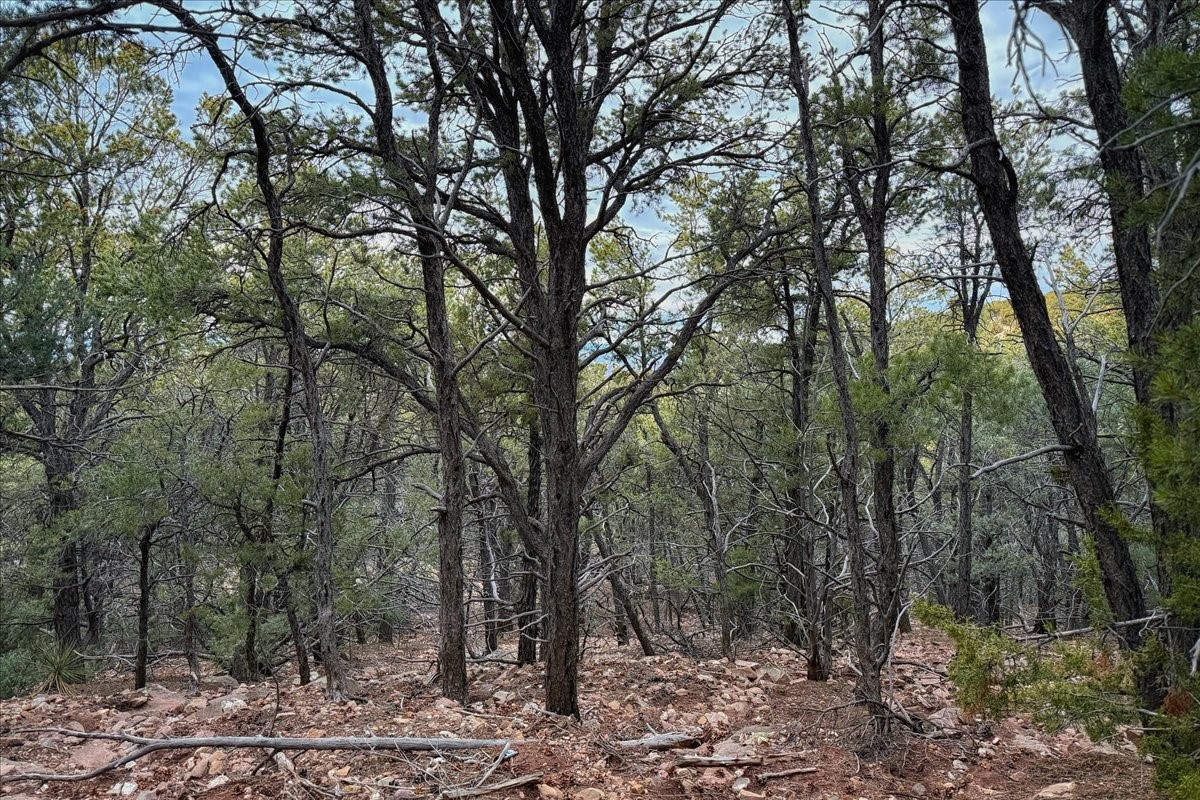 3245 Paseo Del Monte