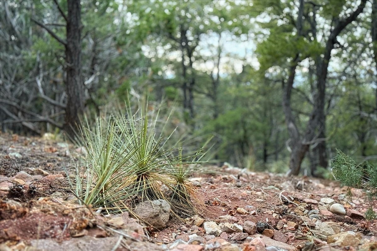 3245 Paseo Del Monte