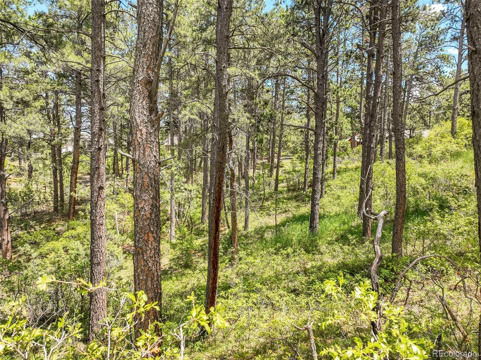 1180 Lone Scout Lookout