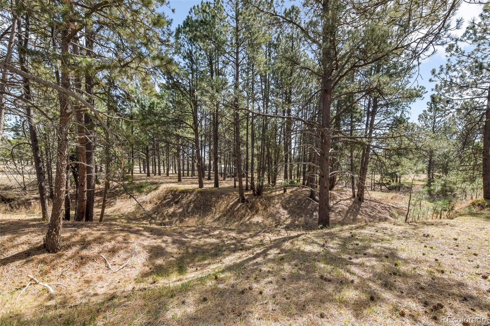 11165 Pine Meadows Road